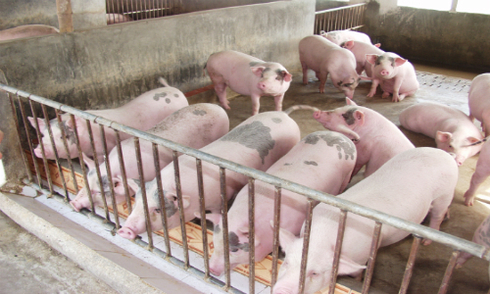 Hướng dẫn cách chăn nuôi lợn thịt chuẩn kỹ thuật